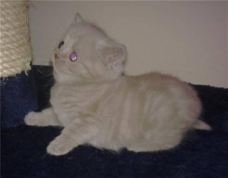 British Shorthair DK Northern Feline Alba V - Alba Viola 4 uger gammel (: billede 19