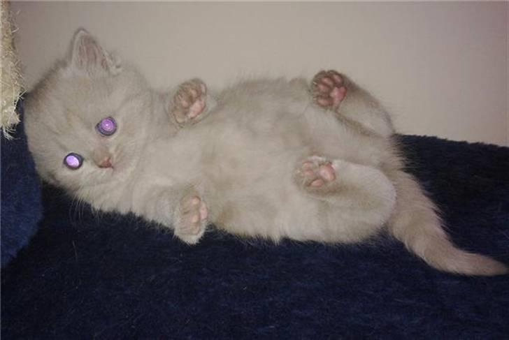 British Shorthair DK Northern Feline Alba V - Alba Viola 4 uger gammel (: billede 20