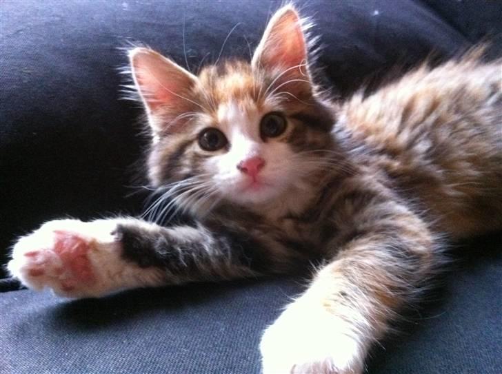 Maine Coon Molly - elsker den nye sofa. billede 1