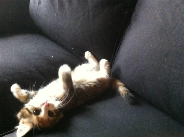 Maine Coon Molly - hygger bare i sofaen billede 2