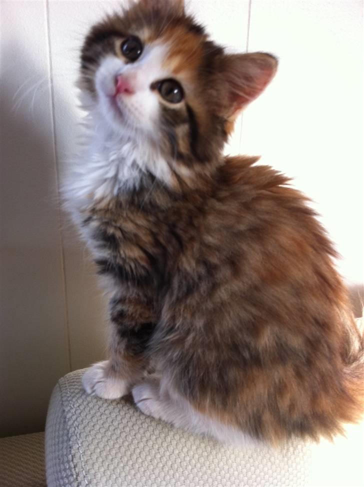 Maine Coon Molly - stiller gerne op til et billede :)  billede 3