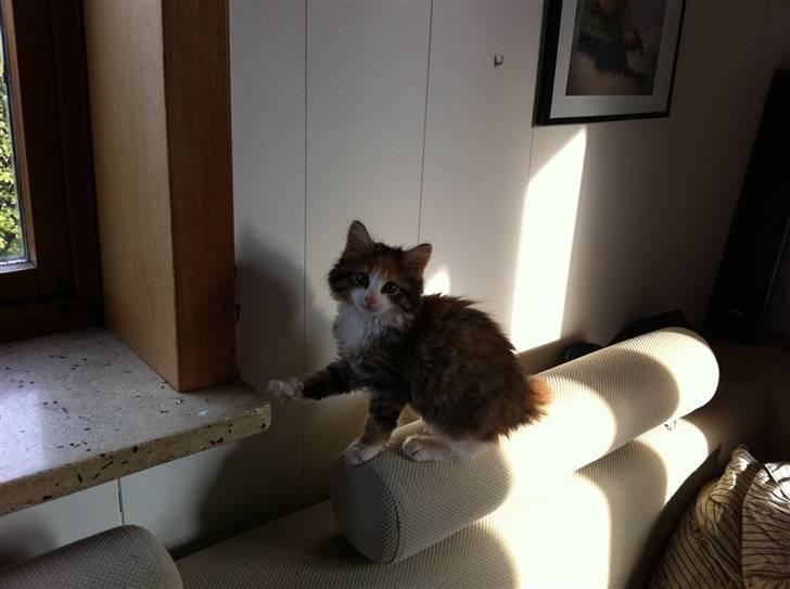 Maine Coon Molly - man er begyndt at blive fræk billede 4