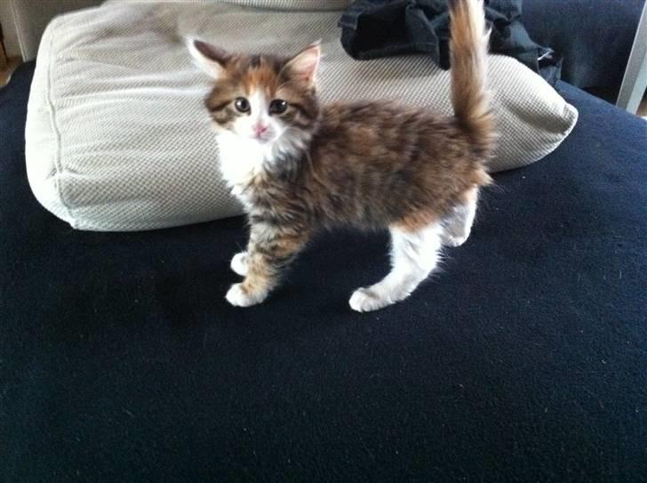 Maine Coon Molly - 1.dag i familien billede 5