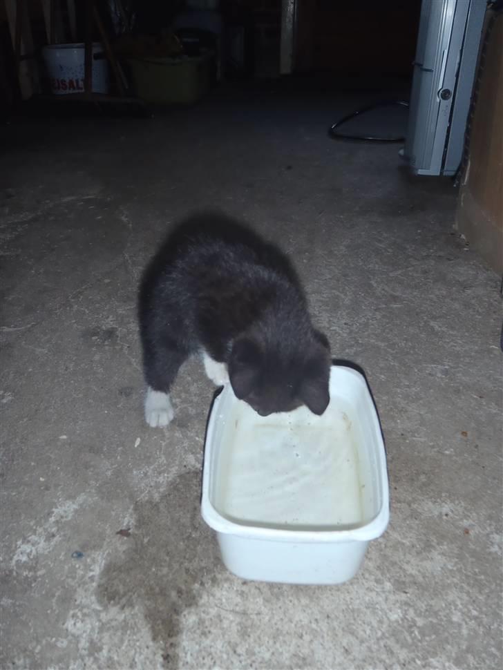 Huskat Baby billede 1