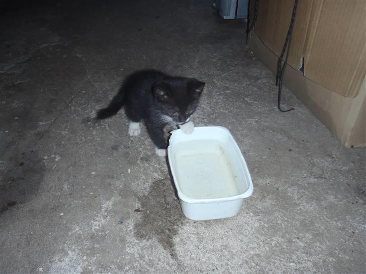 Huskat Baby billede 2