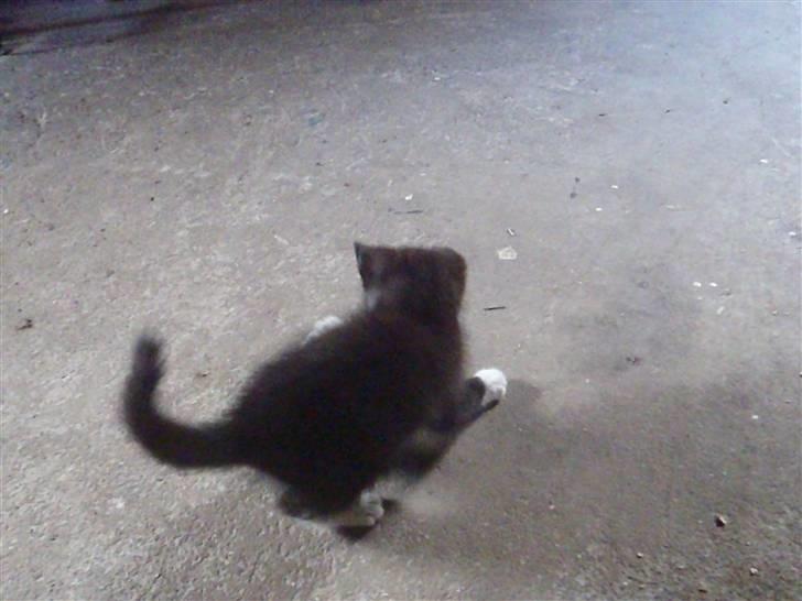 Huskat Baby billede 3