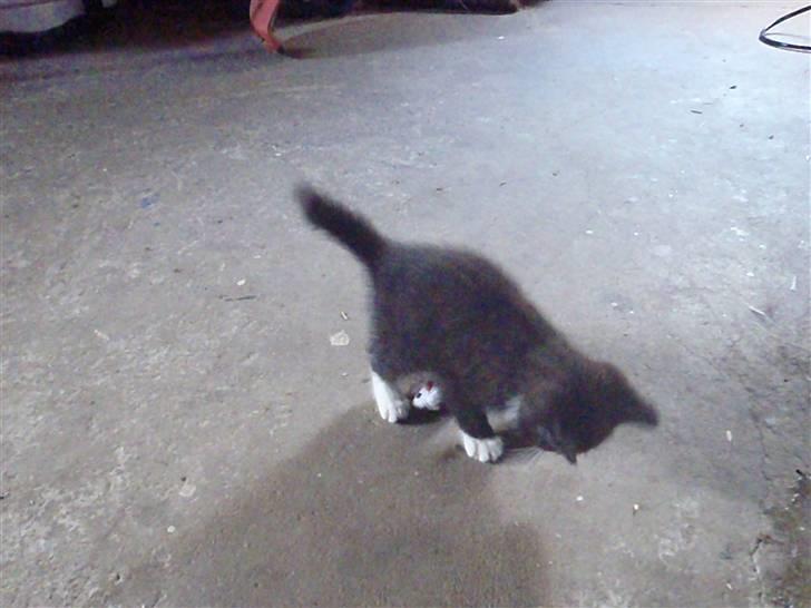 Huskat Baby billede 4