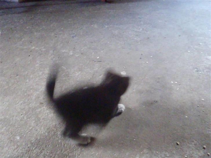 Huskat Baby billede 5