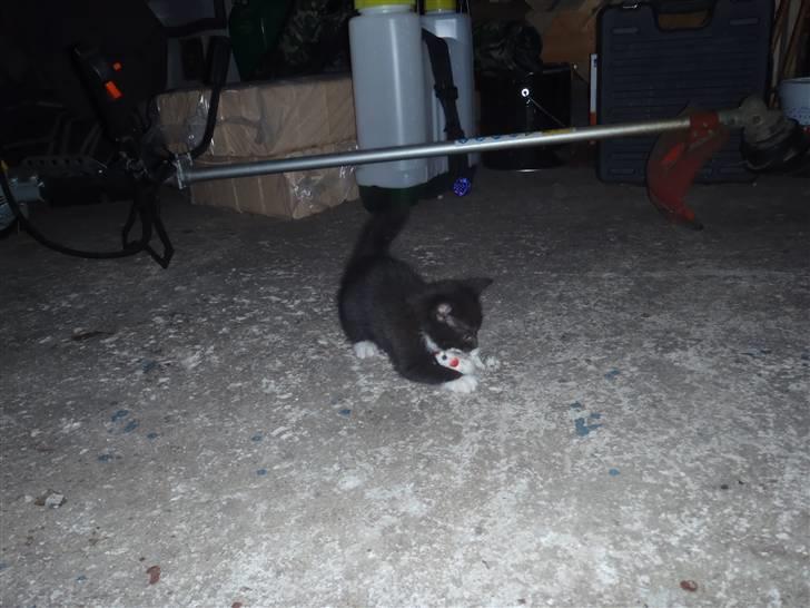 Huskat Baby billede 6