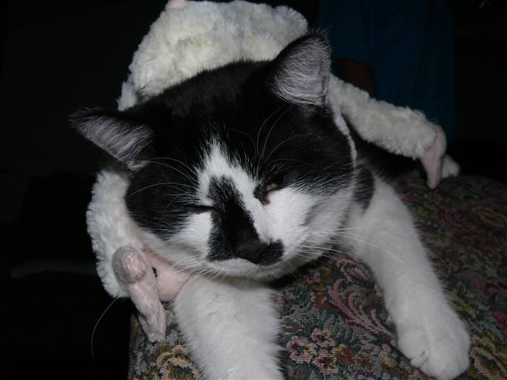 Huskat Moyser <3 Forsvundet :s billede 9