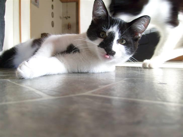 Huskat Moyser <3 Forsvundet :s billede 10