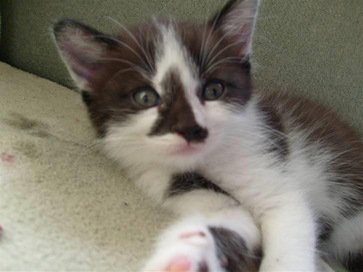 Huskat Moyser <3 Forsvundet :s billede 11