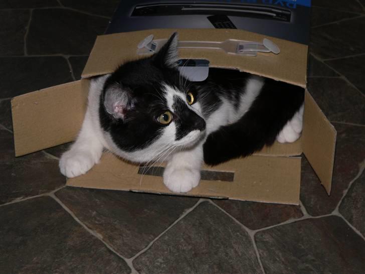 Huskat Moyser <3 Forsvundet :s billede 12