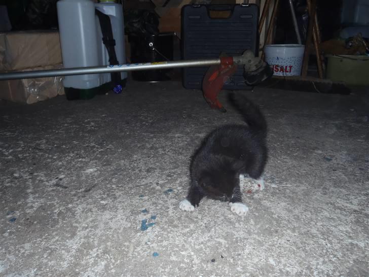 Huskat Baby billede 7