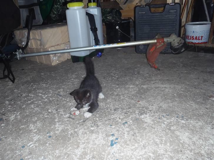 Huskat Baby billede 8