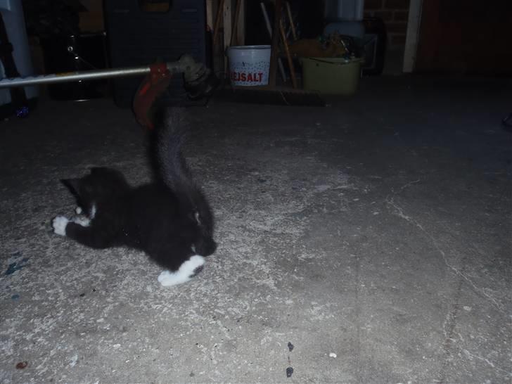 Huskat Baby billede 9