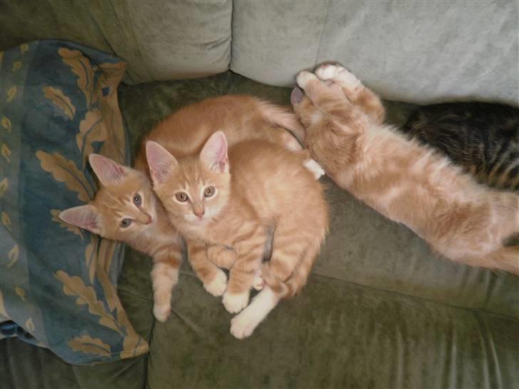 Maine Coon Musse billede 12