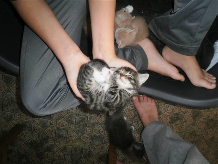 Maine Coon Musse billede 13