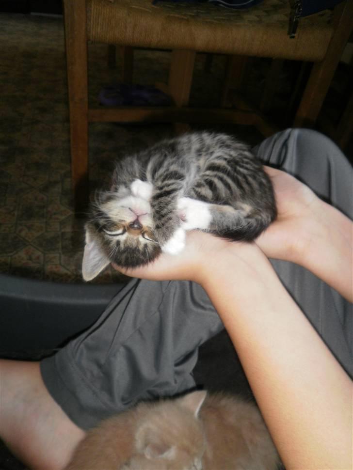 Maine Coon Musse billede 14