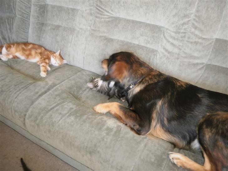 Maine Coon Musse billede 15