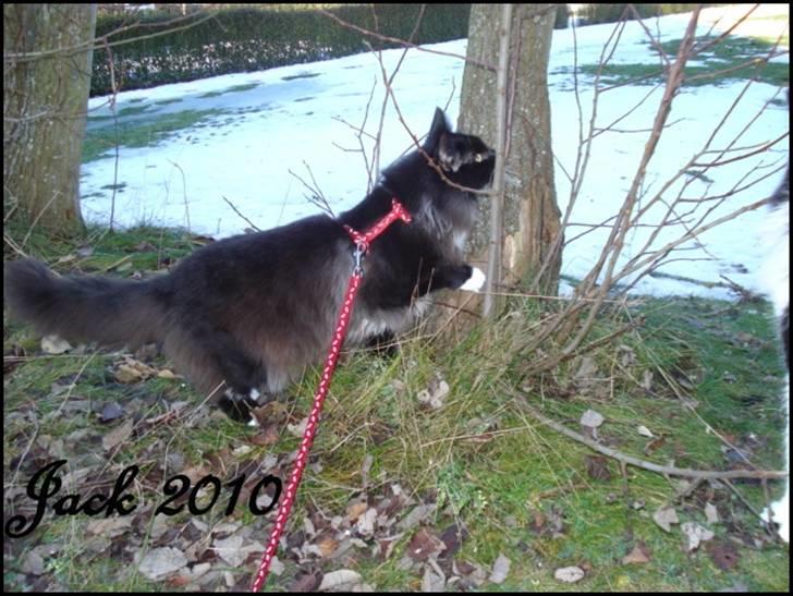 Norsk Skovkat * JACK/ MICHAEL JACKSON* - Nyt: Jack  D20/12-2010 billede 20