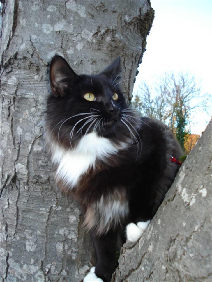 Norsk Skovkat * JACK/ MICHAEL JACKSON* - Nyt: Jack D 6/11-2010 billede 21