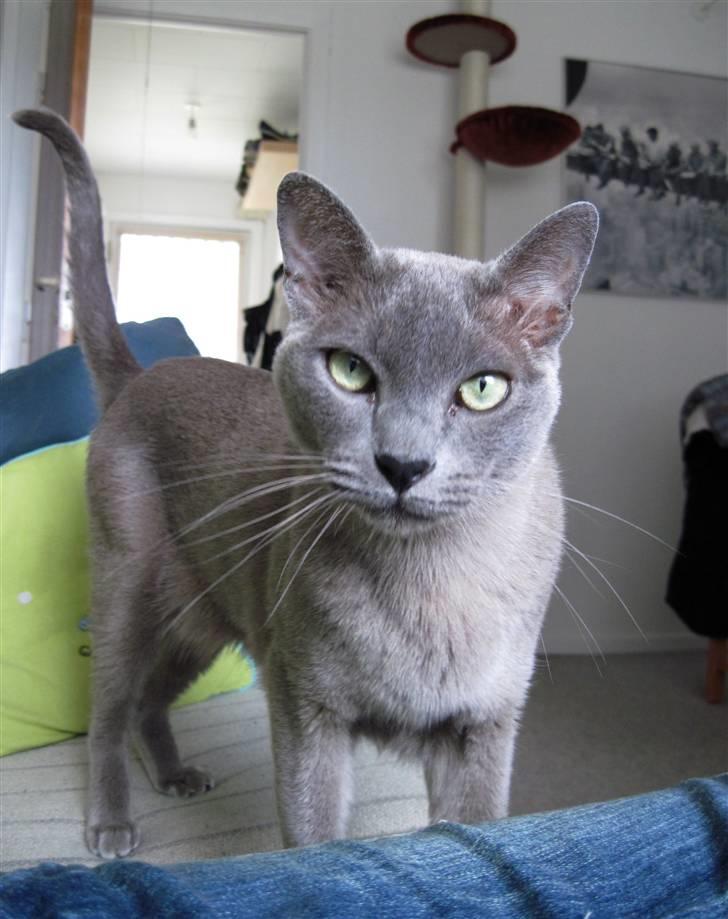 Burmeser Charlie billede 1