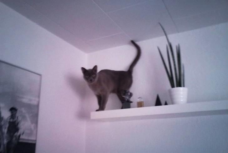 Burmeser Charlie billede 2