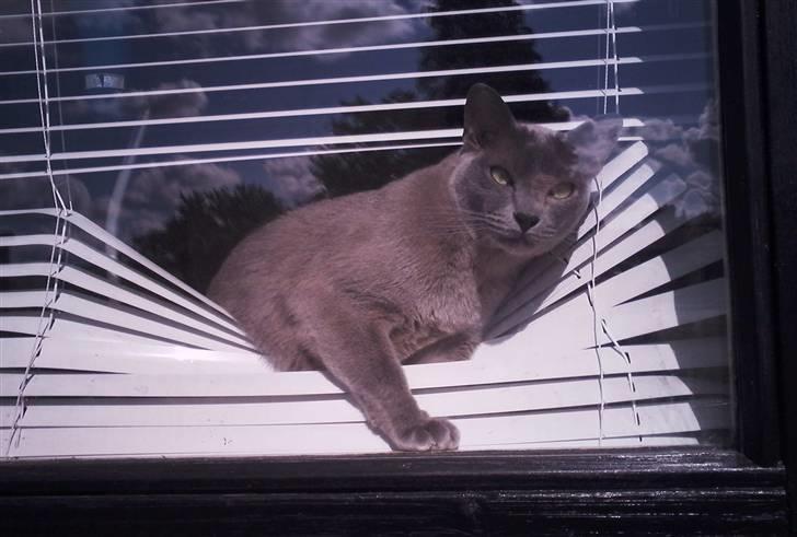 Burmeser Charlie billede 3