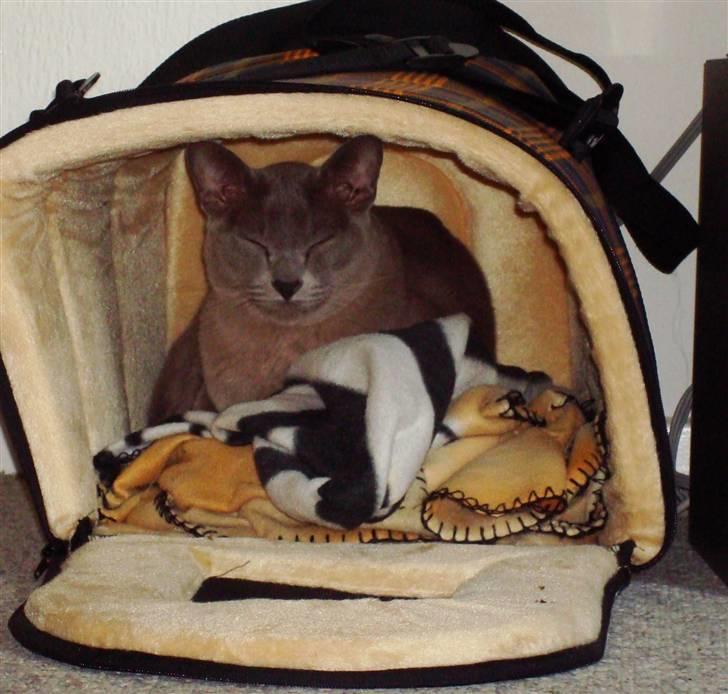 Burmeser Charlie billede 4