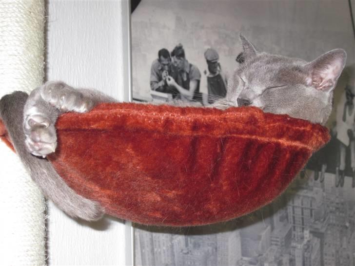 Burmeser Charlie billede 5