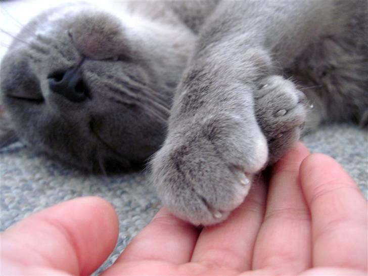 Burmeser Charlie billede 7