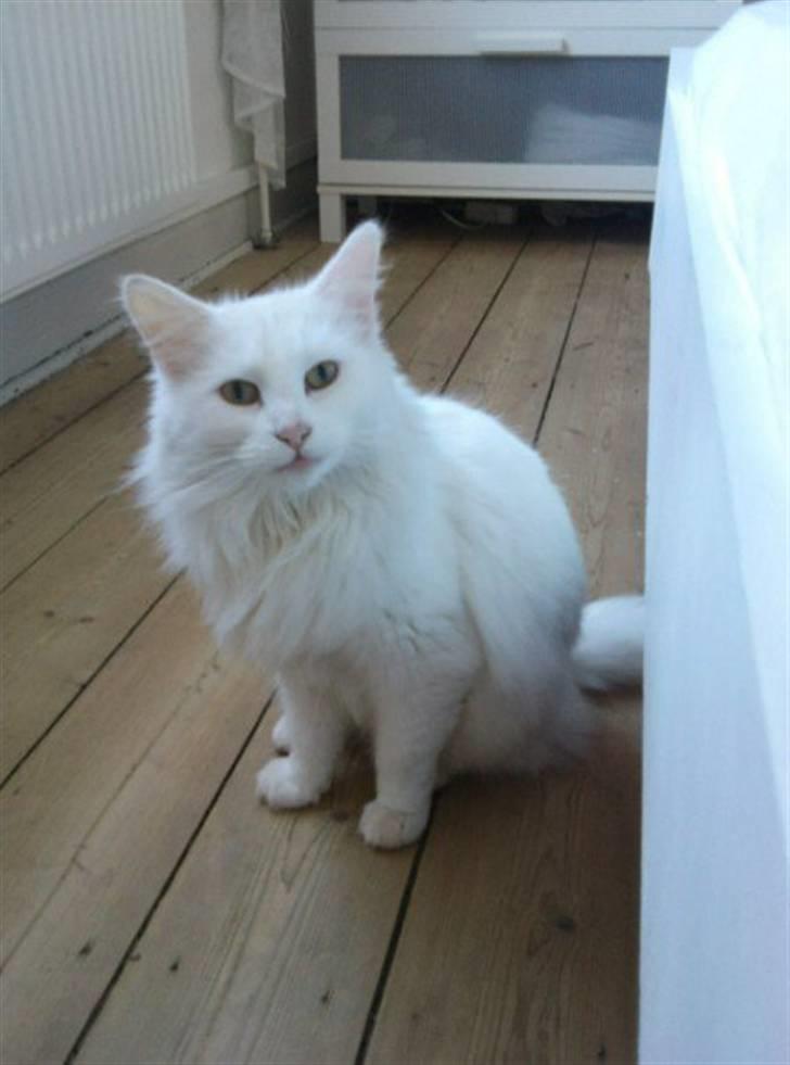 Norsk Skovkat Filucat billede 1