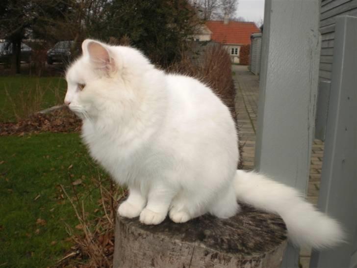 Norsk Skovkat Filucat billede 2