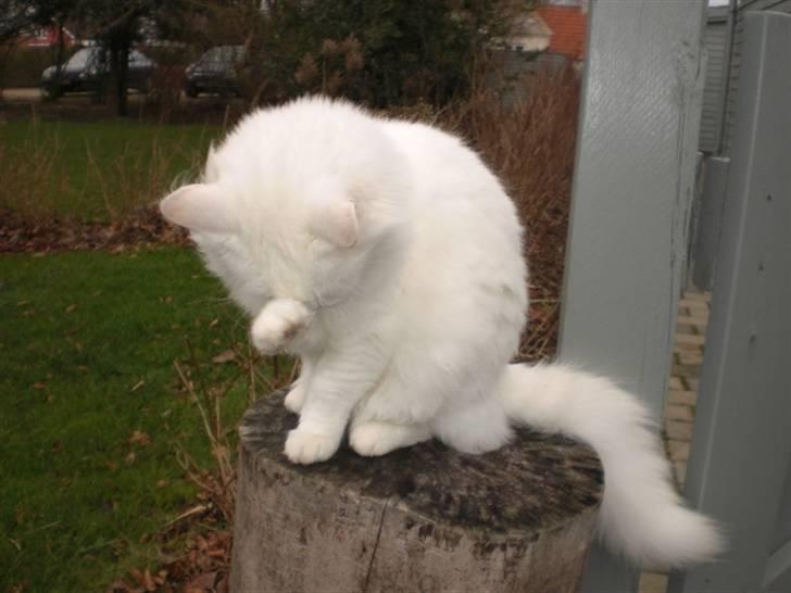 Norsk Skovkat Filucat billede 3