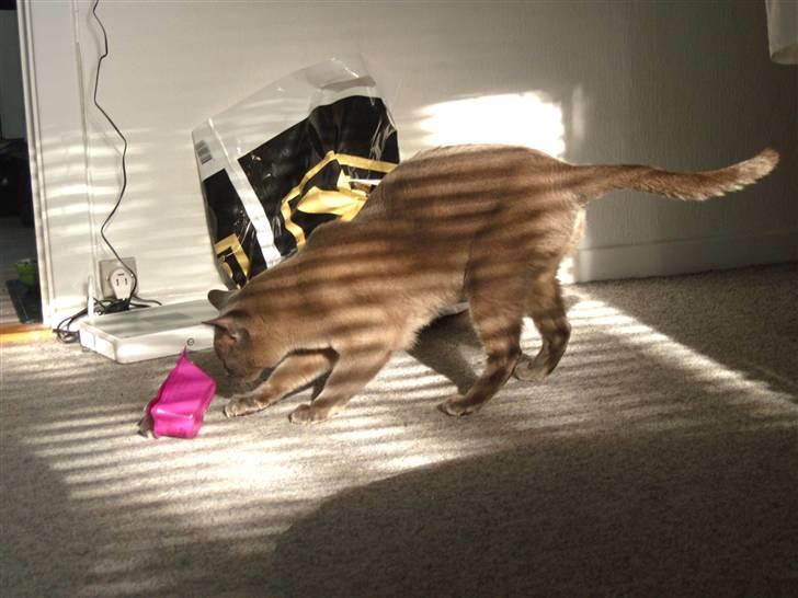 Burmeser Charlie billede 8