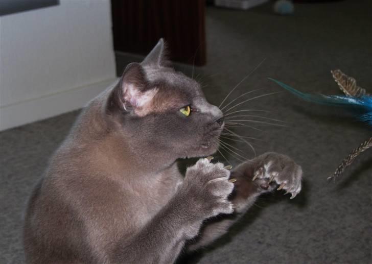 Burmeser Charlie billede 9