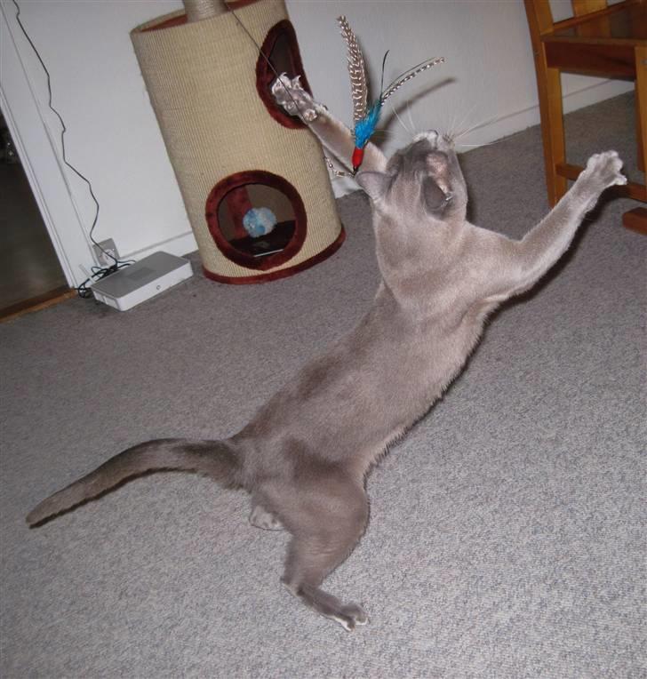 Burmeser Charlie billede 10