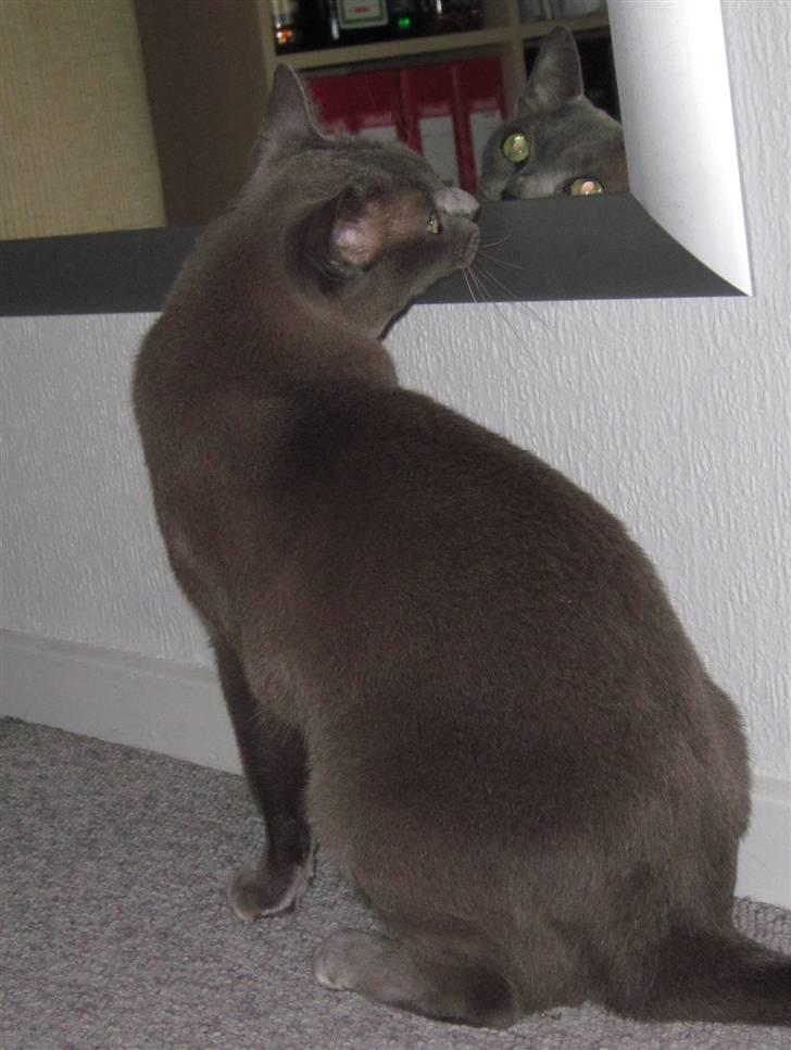 Burmeser Charlie billede 11