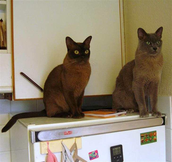 Burmeser Charlie billede 12