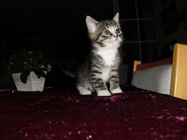 Huskat schadow solgt billede 1