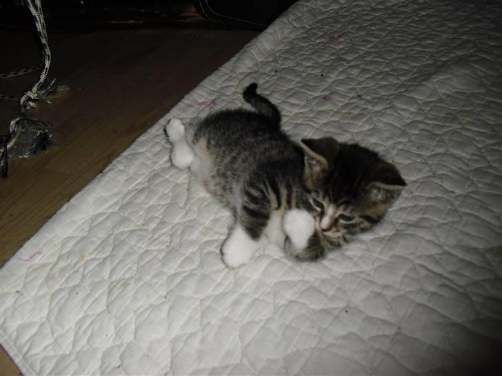 Huskat schadow solgt billede 2