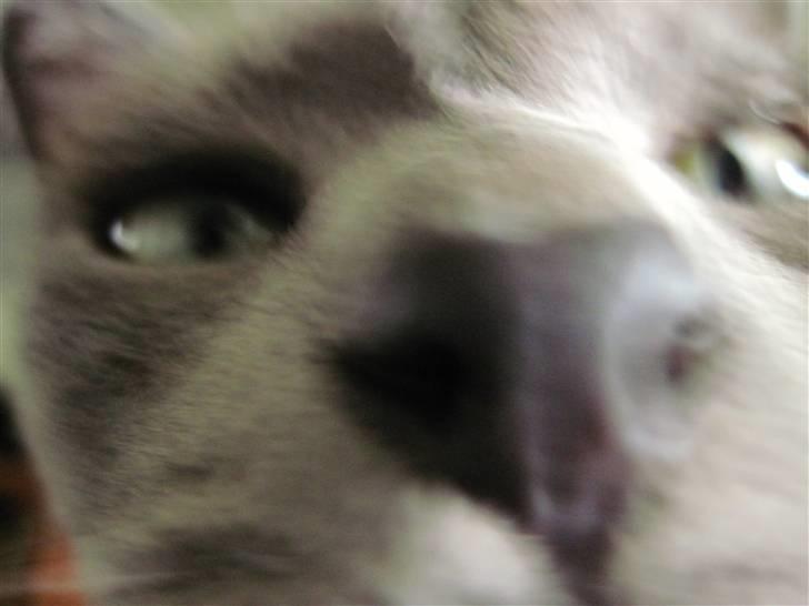 Burmeser Charlie billede 13