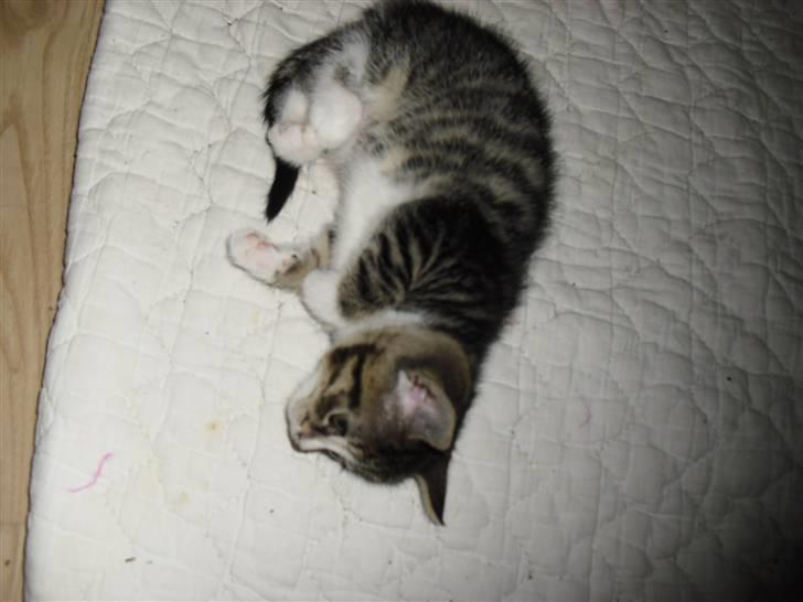 Huskat schadow solgt billede 3