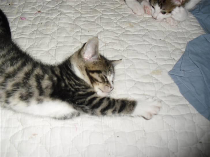 Huskat schadow solgt billede 4