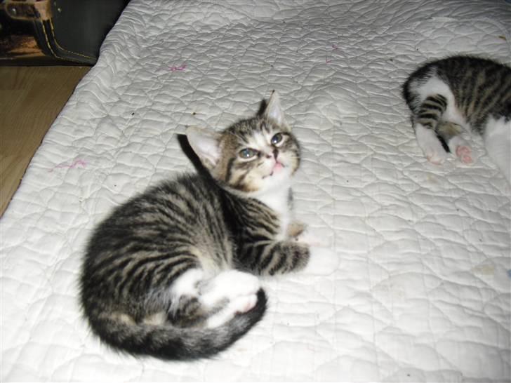 Huskat schadow solgt billede 5