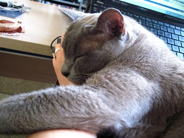 Burmeser Charlie billede 14