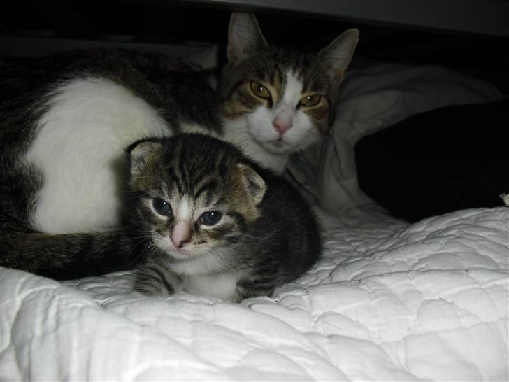 Huskat schadow solgt billede 6