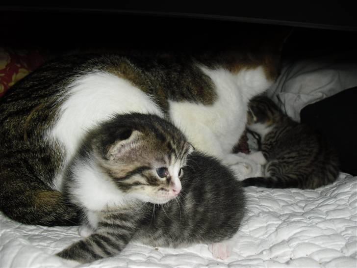 Huskat schadow solgt billede 7