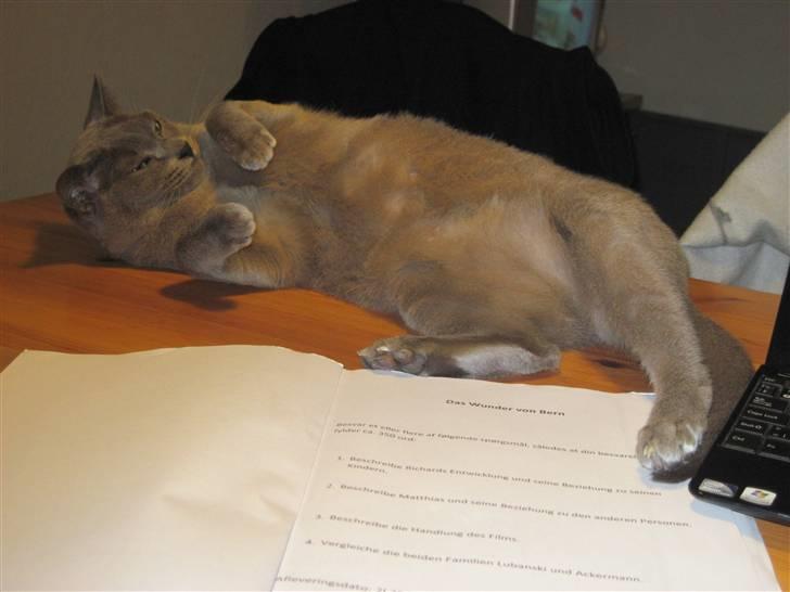 Burmeser Charlie billede 15